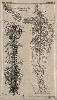 The nervous system: two figures showing the brain, spine and nerves, and and an écorché figure with the nervous system indicated. Engraving by T. Jefferys, ca. 1763.