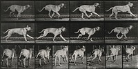 A dog running. Collotype after Eadweard Muybridge, 1887.