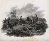 A covey of partridges. Etching by J. Scott, ca. 1801, after S. Elmer.
