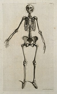 Skeleton of a woman: anterior view. Line engraving by A. Bell after J.-J. Sue, 1798.