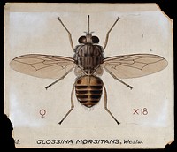 A tsetse fly (Glossina morbitans). Coloured drawing by A.J.E. Terzi.