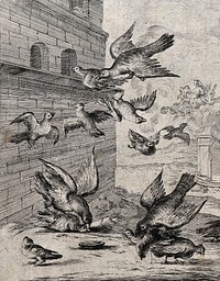 Large birds harassing small birds near a dovecote with a goddess in her chariot watching on from the clouds; illustration for a fable. Etching.