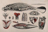 Dissection of a seal (or manatee): fourteen figures showing the skeleton, internal organs and circulatory system. Lithograph by C. Berjeau, 1872.