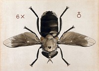 A cleg or horse fly (Tabanus biguttatus). Coloured drawing by A.J.E. Terzi.