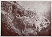 Sculptures of two oxen carved in sandstone in the Museum of Les Eyzies in France. Reproduction of a photograph.