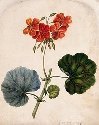 An ornamental geranium (Geranium species): flowering stem. Watercolour.