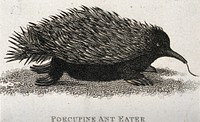 A porcupine ant-eater. Etching.