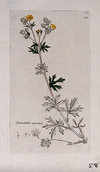 A plant (Potentilla argentea): flowering stem and floral segments. Coloured engraving after J. Sowerby, 1793.