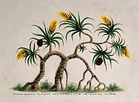 Ketaki (Pandanus tectorius Sol. ex Parkinson): tree bearing flowers and fruit. Coloured lithograph, 1812, after J. Forbes, 1780.