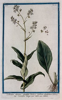A plant (Cochlearia glastifolia): flowering stem with separate basal leaf and sections of flower, fruit and seed. Coloured etching by M. Bouchard, 177-.