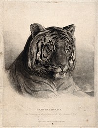 The head of a tigress (Felis tigris). Etching with engraving by J F Lewis, ca 1825, after himself.