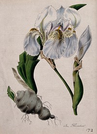 Flag iris (Iris x germanica): flower and rhizome with some leaves. Coloured lithograph after M. A. Burnett, c. 1842.