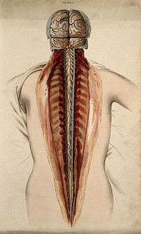 Brain and spinal cord: dissection, back view. Coloured line engraving by W.H. Lizars, ca. 1827.