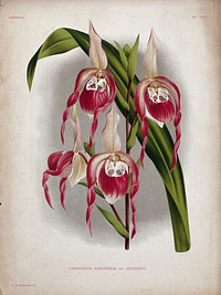 A lady's slipper orchid (Cypripedium x schroederae): flowering stem and leaf. Chromolithograph, c. 1885, after P. de Pannemaeker.