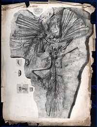 Fossilized skeleton of a winged prehistoric creature, with details. Lithograph by J. Dinkel, 18--.