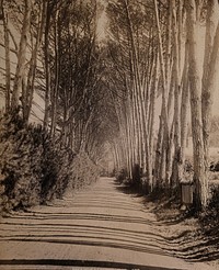 South Africa: an avenue lined with Fir trees in Rondebosch. Photograph by George Washington Wilson, 1896.