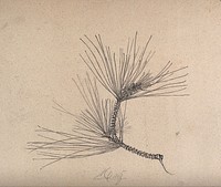 A pine branch. Pencil drawing by S. Kawano.