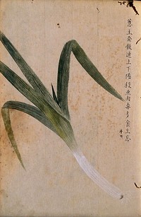A leek (Allium ampeloprasum): roots and leaves. Watercolour.