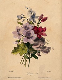 A bunch of flowering geraniums and sweet peas. Coloured lithograph by E. Champin, ca. 1850.