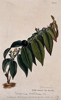 A plant (Eugenia disticha): flowering and fruiting stem. Coloured engraving by F. Sansom, c. 1805, after S. Edwards.