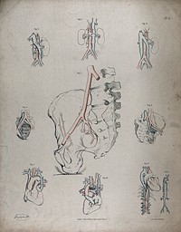 The circulatory system: diagrams showing the heart, kidneys and pelvic bones, with the arteries and veins indicated in red and blue. Coloured lithograph by J. Maclise, 1841/1844.