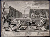 A garden pond with nine large exotic birds, two potted plants and a statue of Mercury. Etching by J. G. Thelott, 18th century, after S. Kleiner.