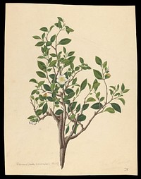 Tea plant (Camellia sinensis): flowering stem with sectioned leaf and many floral segments. Coloured engraving by J. Miller, c. 1771.