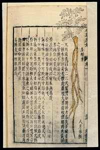 Chinese Materia medica, C17: Plant drugs, Cattail polle