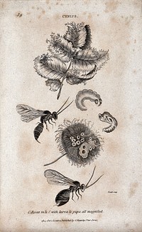 Two gall flies with their larva and pupa are shown next to infested plants. Engraving by Heath.