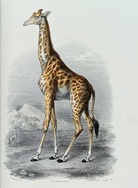A giraffe. Coloured etching by Oudet after Travies.