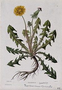 Dandelion (Taraxacum officinale): entire flowering plant. Coloured etching by C. Pierre, c. 1865, after P. Naudin.