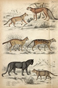 Above, a leopard and a red-eared lynx; middle, a serval and a collared car (felis armillata); bottom, a black leopard and a nepaul cat. Coloured etching by Turvey and S. Milne.