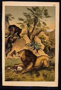 A lion is devouring a gazelle and growling at two brightly coloured mandrills nearby. Colour lithograph, 1877.