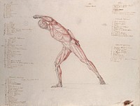 Myologic structure of the 'Borghese Gladiator' statue: the figure is presented as an écorché. Ink and watercolour drawing by J.C. Zeller after J.G. Salvage, ca. 1833.