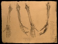 Bones of the arm and hand, shown in various stages of pronation: four figures. Pencil drawing by J.C. Zeller ca. 1833  after G. del Medico, 1811.