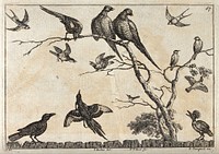 Various birds, including pheasants, swallows and a hoopoe. Etching by F. Place after F. Barlow.
