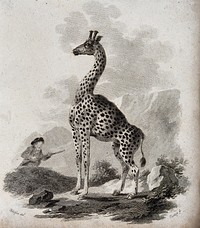 A giraffe standing in a rocky landscape is approached by a hunter with a rifle. Etching by J. Tookey after J. C. Ibbetson.