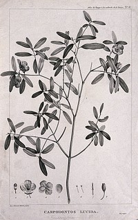 Leatherwood (Eucryphia lucida (Labill.) Baill.): flowering stem with floral segments. Engraving by C. Dien, c.1798, after P. J. Redouté and A. Piron.