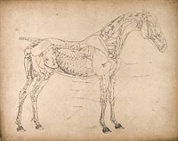 Muscles and blood-vessels of a horse: outline drawing, side view, with the muscles and blood-vessels indicated. Engraving with etching by G. Stubbs, 1766.