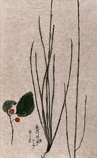 Two plants, one a scouring rush (Equisetum species). Watercolour.