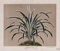 A leafy plant (Chlorophytum elatum), related to the spider plant. Chromolithograph by L. van Houtte, c. 1875.