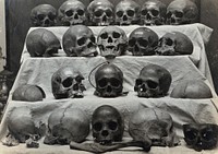Skulls: twenty-one skulls or parts of skulls arranged in four rows. Photograph.