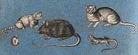 Two cats, a mouse, a monkey and a lizard. Cut-out engraving pasted onto paper, 16--.