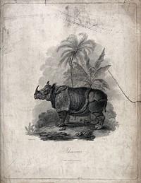 A rhinoceros standing before palmtrees and a banana plant. Line engraving by J. Tookey after J. C. Ibbetson.