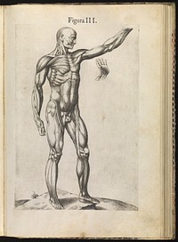 La anatomia del corpo umano / composta da M. Giovanni Valverde. Nuovamente ristampata. E con l'aggiunta di alcune tavole ampliata.