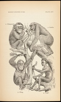 The evolution of man : a popular exposition of the principal points of human ontogeny and phylogeny / From the German of Ernst Haeckel.