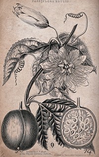 Passion fruit (Passiflora edulis): flowering stem, fruit and floral segments. Engraving with etching, c. 1828, after J. Hart.