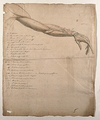 The muscles of the arm and hand. Pen and ink, with pink and grey watercolour washes, by C. Landseer after B. Albinus, ca. 1815.