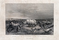 A rhinoceros stands in the midst of a herd of stampeding animals in the desert. Line engraving by H. Adlard after J. Wolf after C. J. Anderson.