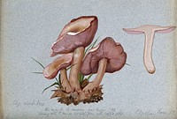 The wood blewit fungus (Lepista nuda): four fruiting bodies, one sectioned. Watercolour, 1902.
